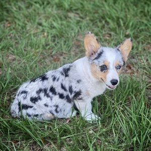 Meet your Posher, Jess